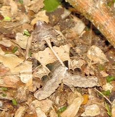 Melipotis agrotoides