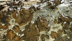 Umbilicaria torrefacta