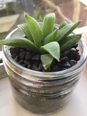 Haworthia