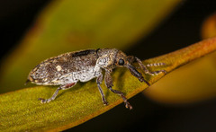 Belidae