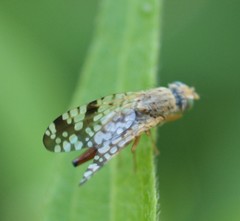 Neotephritis finalis