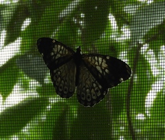 Hamadryas atlantis lelaps