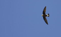 Hirundapus caudacutus