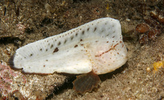 Smooth Prowfish photo 4