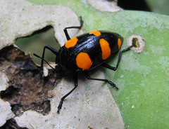 Scaphidomorphus bosci