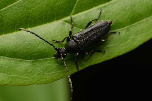 Anoploderomorpha formosana