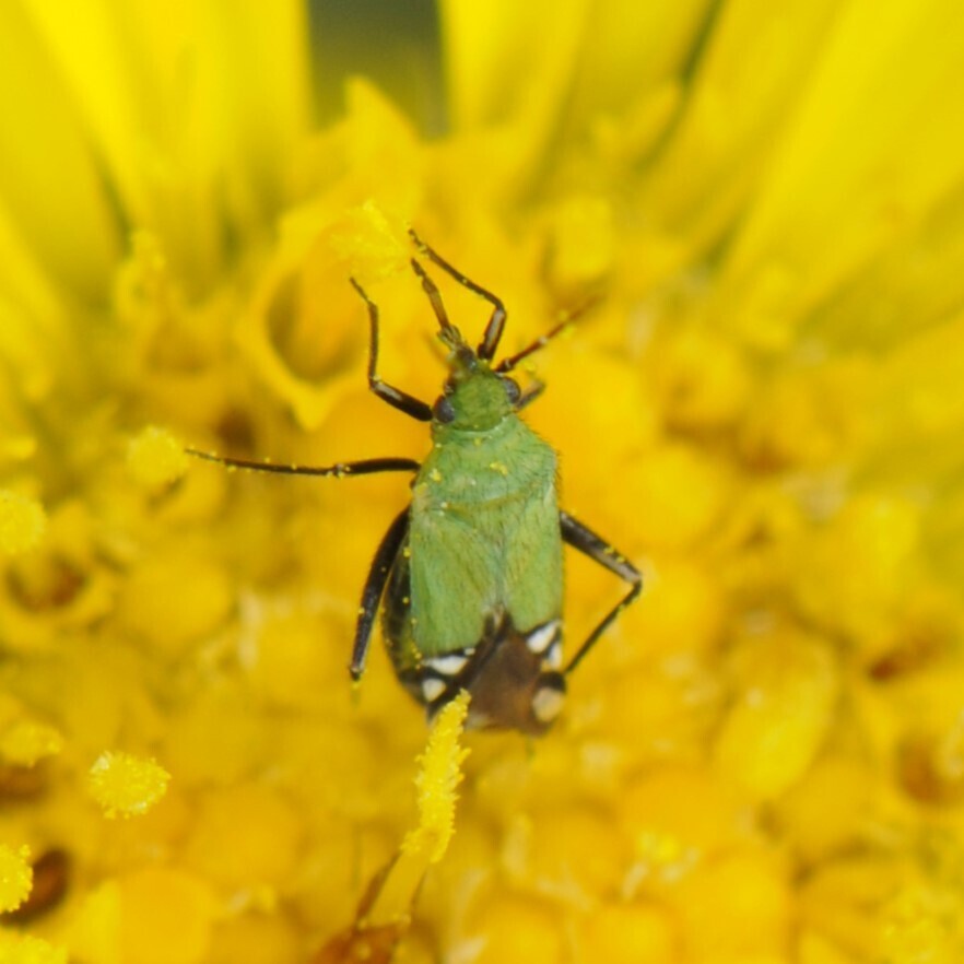 Macrotylus geminus