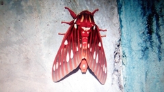 Citheronia azteca
