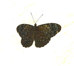 Hamadryas atlantis lelaps