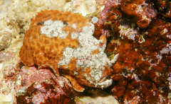Phyllophryne scortea