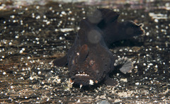Phyllophryne scortea