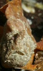 Phyllophryne scortea