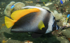 Heniochus singularius