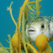 Pufferfishes, Porcupinefishes, and Molas - Photo (c) Ron Greer, some rights reserved (CC BY-NC), uploaded by Ron Greer