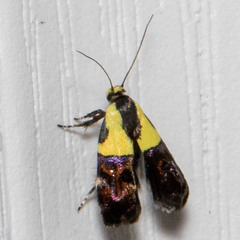 Rectiostoma xanthobasis