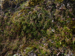 Selaginella oregana