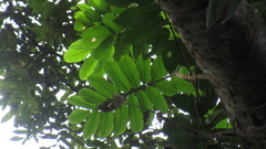 © Richard Guerra, some rights reserved (CC-BY-NC)