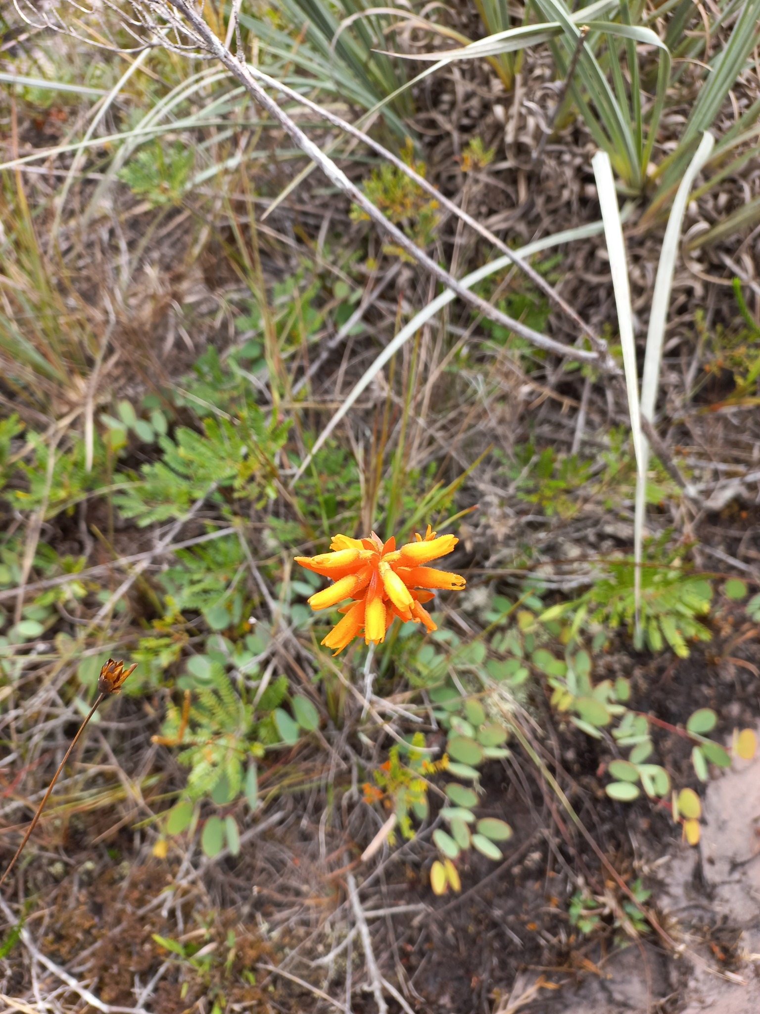 Sacoila espinhacensis