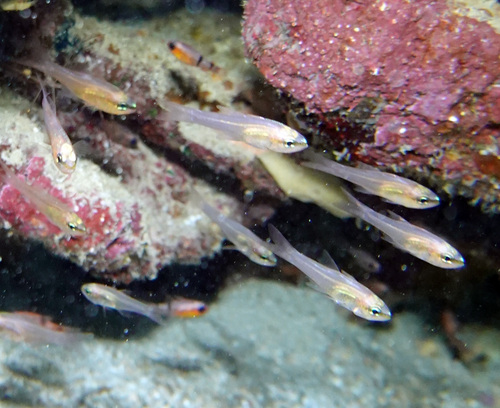 Bigtooth Cardinalfish (Paroncheilus affinis) — Apogonidae — 5