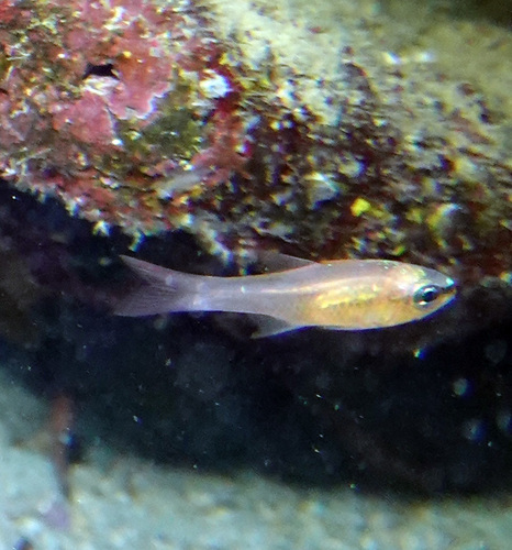 Diepwater-kardinaalbaars (Paroncheilus affinis) — Apogonidae