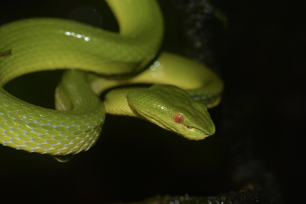 Sichuan Pitviper