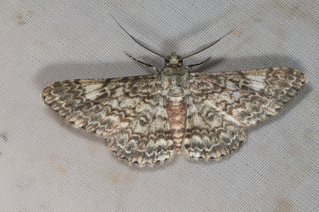 Cleora tenebrata