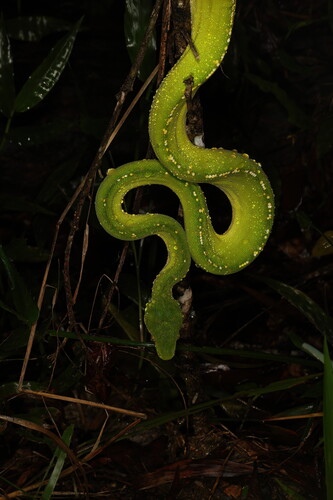 Southern Green Python sighting