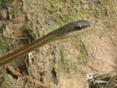 Mastigodryas boddaerti