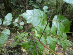 Alectryon excelsus excelsus