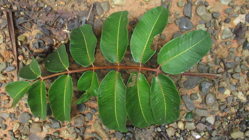 Trattinnickia aspera