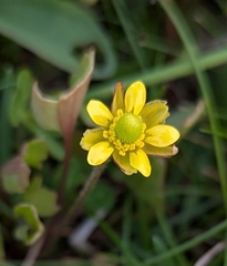 Halerpestes cymbalaria, photograph Troy McConaghy, CC0, iNaturalist via GBIF