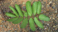 © Richard Guerra, some rights reserved (CC-BY-NC)