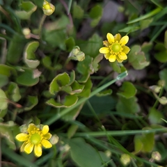 Halerpestes cymbalaria, photograph Troy McConaghy, CC0, iNaturalist via GBIF