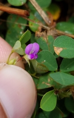 Desmodiinae