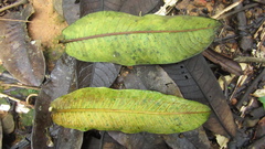 © Richard Guerra, some rights reserved (CC-BY-NC)