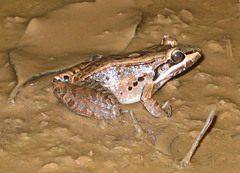 Leptodactylus bolivianus