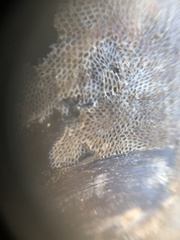 Conopeum tenuissimum