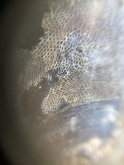 Conopeum tenuissimum