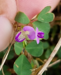 Desmodiinae