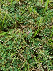 Desmodiinae