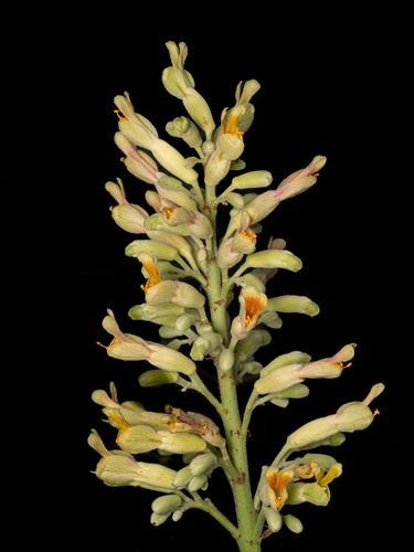 Aesculus pavia