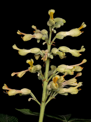 Aesculus pavia