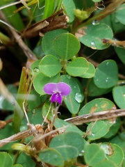 Desmodiinae