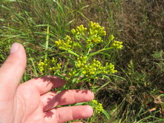 Solidago riddellii