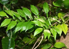 Pothos scandens