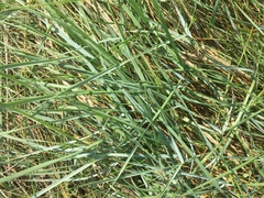 Leymus arenarius