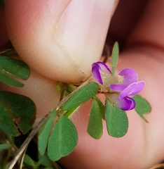 Desmodiinae