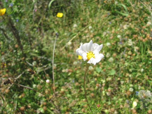 Cosmos bipinnatus