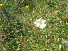 Schmuckkörbchen (Cosmos bipinnatus): Herkunft und Verwendung — Foto 3