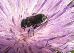 Megachile montivaga